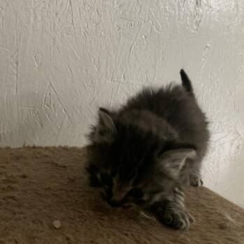 Alex -  Domestic Medium Hair Cat Available for Adoption in Woodstock, Virginia - Alex | PetCurious