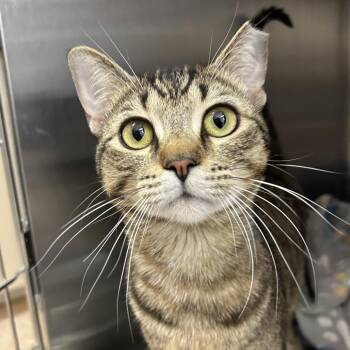 Bucket -  Domestic Short Hair Cat for Adoption in Los Angeles, California - Bucket | PetCurious