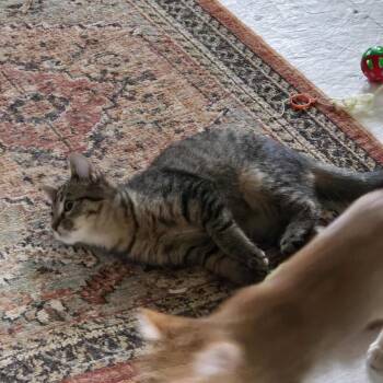 Rescue Domestic Short Hair Cats for Adoption in Merrillville, Indiana - Slasher | PetCurious