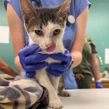 Cheese Stick -  Domestic Short Hair Cat for Adoption in Starkville, Mississippi - Cheese Stick | PetCurious