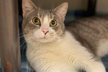 Domestic Short Hair Cats Available for Adoption - Lionel | PetCurious