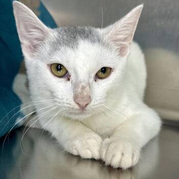 Cinnamon Stick -  Domestic Short Hair Cat for Adoption in Matteson, Illinois - Cinnamon Stick | PetCurious