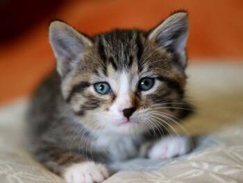 Pickle -  Tabby and Domestic Short Hair Cat for Adoption in Skyline, Minnesota - Pickle | PetCurious