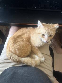 Ronald -  Domestic Short Hair Cat for Adoption in Ferndale, Michigan - Ronald | PetCurious