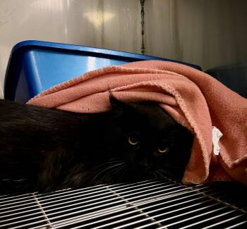 Eco -  Selkirk Rex Cat for Adoption in Sparta, North Carolina - Eco | PetCurious