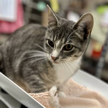 Rescue Domestic Short Hair Cats for Adoption in Troutdale, Oregon - Sugar | PetCurious