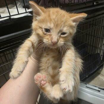 River -  Domestic Short Hair Cat Available for Adoption in Burlington, Iowa - River | PetCurious