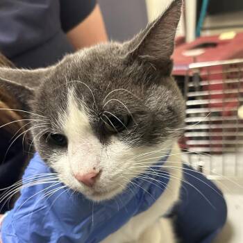 Hubby -  Domestic Short Hair Cat for Adoption in Charlottesville, Virginia - Hubby | PetCurious