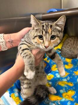 Iris -  Tabby Cat for Adoption in La Porte, Indiana - Iris | PetCurious