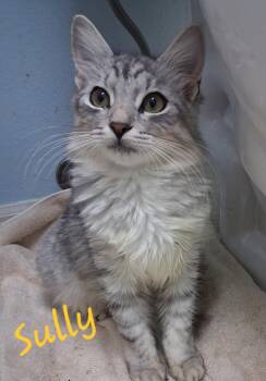 Sully -  Domestic Medium Hair Cat for Adoption in Longwood, Florida - Sully | PetCurious