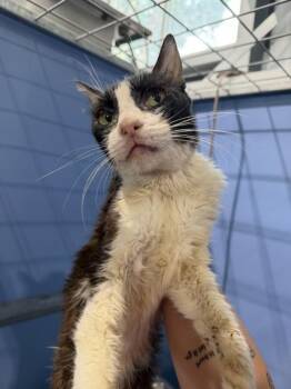 AUGUSTINE -  Domestic Short Hair Cat for Adoption in San Bernardino, California - AUGUSTINE | PetCurious