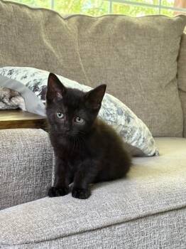 Rescue Domestic Short Hair Cats for Adoption in Plymouth, Michigan - Knight | PetCurious