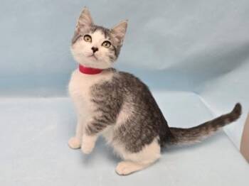 Kia -  Domestic Short Hair Cat for Adoption in Minneapolis, Minnesota - Kia | PetCurious
