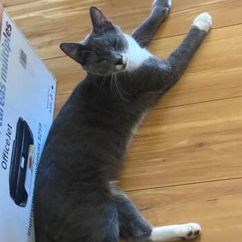 Moon -  Domestic Short Hair Cat for Adoption in Las Vegas, Nevada - Moon | PetCurious