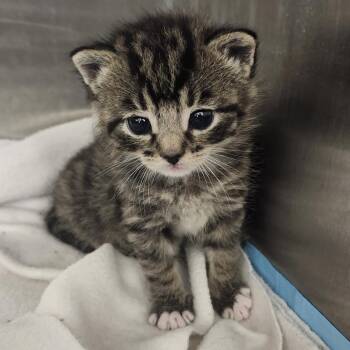 Dill -  Domestic Short Hair Cat Available for Adoption in Middletown, Ohio - Dill | PetCurious