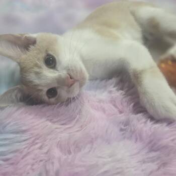 Dolly -  Domestic Short Hair Cat for Adoption in Layton, Utah - Dolly | PetCurious