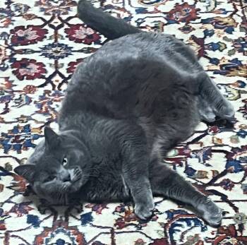 Domestic Short Hair and Russian Blue Cats Available for Adoption in Hillsboro, Oregon - GIGI #1895 - Offered By Owner - Young Female | PetCurious