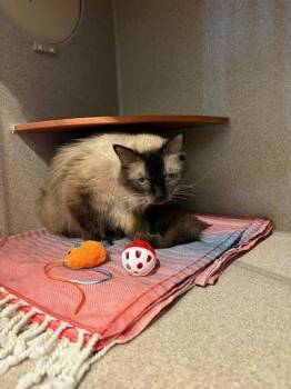 Jeez Louise -  Siamese and Domestic Short Hair Cat for Adoption - Jeez Louise | PetCurious