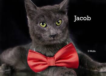 Jacob -  Russian Blue Cat Available for Adoption in York, Nebraska - Jacob | PetCurious