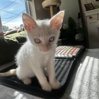 Marshmallow (bonded w/ Graham) -  Domestic Short Hair Cat for Adoption in Philadelphia, Pennsylvania - Marshmallow (bonded W/ Graham) | PetCurious