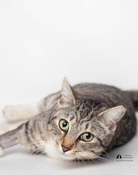 Domestic Short Hair Cats Available for Adoption - BK @ Fat Cat Books | PetCurious