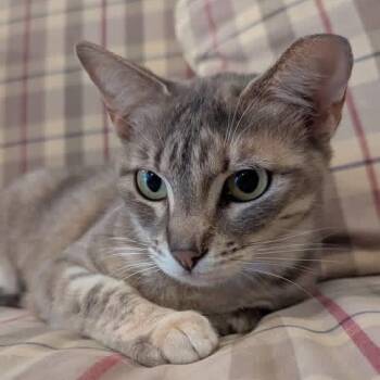 Domestic Short Hair Cats Available for Adoption in Schnecksville, Pennsylvania - ALEXIS ROSE | PetCurious