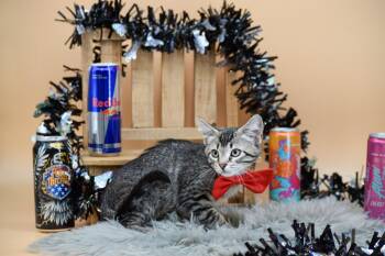 Rescue Domestic Short Hair Cats for Adoption in Sevierville, Tennessee - Red Bull | PetCurious