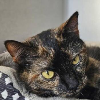 Domestic Short Hair Cats Available for Adoption - Kayla | PetCurious