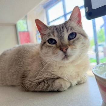 Domestic Medium Hair Cats Available for Adoption in Des Moines, Iowa - Freyja | PetCurious