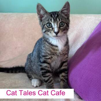 Noodle -  Domestic Short Hair Cat for Adoption in Chapel Hill, North Carolina - Noodle | PetCurious