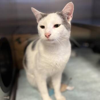 Koi -  Domestic Short Hair Cat Available for Adoption in Bristol, Indiana - Koi | PetCurious