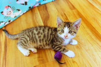 Charity -  Domestic Short Hair Cat for Adoption in Urbana, Ohio - Charity | PetCurious