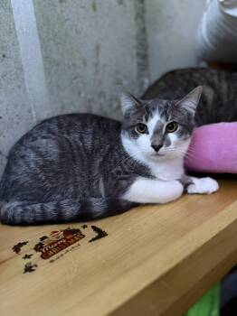 Rescue American Shorthair Cats for Adoption in Schenectady, New York - Milo | PetCurious