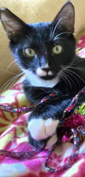 Chernuska -  Tuxedo and Domestic Medium Hair Cat for Adoption in North Highlands, California - Chernuska | PetCurious