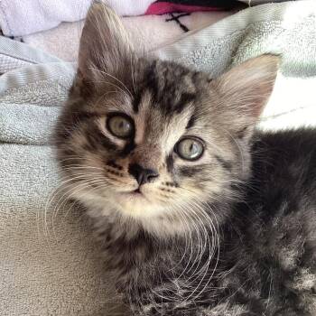 Chipper -  Tabby Cat for Adoption in Stanstead, Quebec - Chipper | PetCurious