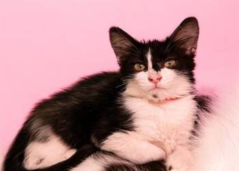 Domestic Short Hair Cats Available for Adoption - KATE | PetCurious