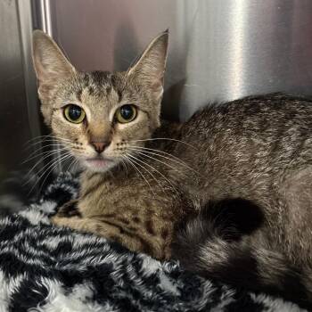 Lynx -  Domestic Short Hair Cat for Adoption in Fairmont, West Virginia - Lynx | PetCurious