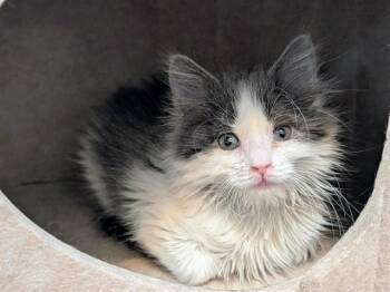 Domestic Long Hair Cats Available for Adoption in Colorado Springs, Colorado - TOMA | PetCurious