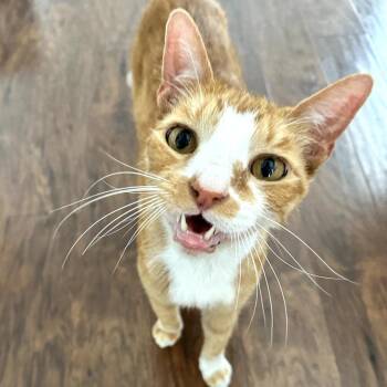 Domestic Short Hair Cats Available for Adoption in Long Beach, California - Peanut | PetCurious