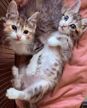 Benson (must adopt with Ella) -  Tabby Cat for Adoption in New Bedford, Massachusetts - Benson (must Adopt With Ella) | PetCurious