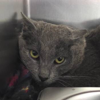 Domestic Short Hair Cats Available for Adoption - Oscar | PetCurious