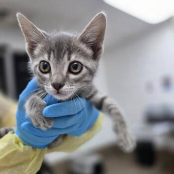 Crispy -  Domestic Short Hair Cat for Adoption in Incline Village, Nevada - Crispy | PetCurious