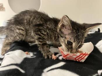 CORYDORA -  Domestic Short Hair Cat for Adoption in Kent, Washington - CORYDORA | PetCurious