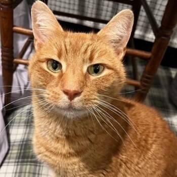 Domestic Short Hair Cats Available for Adoption - Ricky Bobby | PetCurious