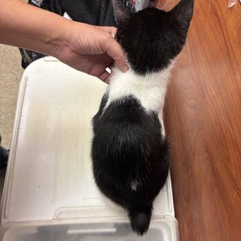 Apple -  Domestic Short Hair Cat for Adoption in Sonora, California - Apple | PetCurious