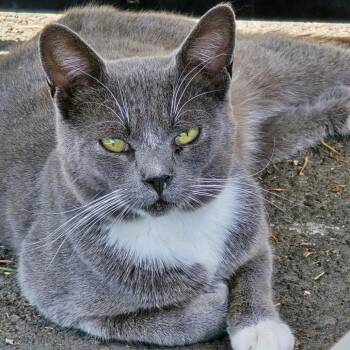 Trix -  Domestic Short Hair Cat for Adoption in Klamath Falls, Oregon - Trix | PetCurious
