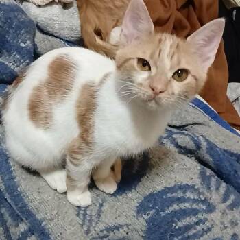 Egyptian Mau Cats Available for Adoption in Brampton, Ontario - Chips | PetCurious