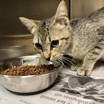 Martha -  Domestic Short Hair Cat for Adoption in Galveston, Texas - Martha | PetCurious