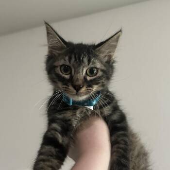 Luke -  Domestic Medium Hair Cat for Adoption in Midland, Texas - Luke | PetCurious