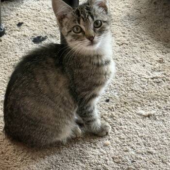 Rescue Tabby Cats for Adoption in Grand Haven, Michigan - Chai | PetCurious